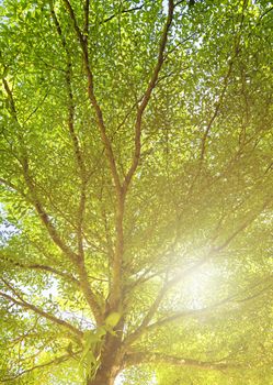 Green leaves of Terminalia ivorensis tree shot form under to top with sky