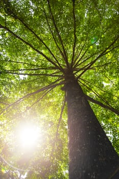 Green concept. Top tree with green Leaves shot from below and sun light.