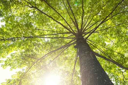 Green concept. Top tree with green Leaves shot from below and sun light.