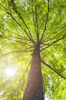 Green concept. Top tree with green Leaves shot from below and sun light.