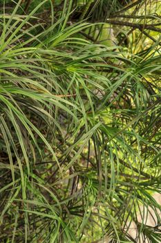 Hala Pandanus tectorius, Pandanus odoratissimus. The key selling point of this plant is foliage. long and smooth leaf, cluster into clump. good growing beside see. close up, natural sunlight.