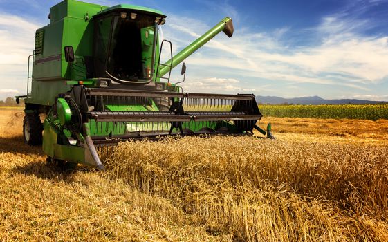 Harvesting wheat harvester on a sunny summer day