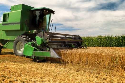 Harvesting wheat harvester on a sunny summer day