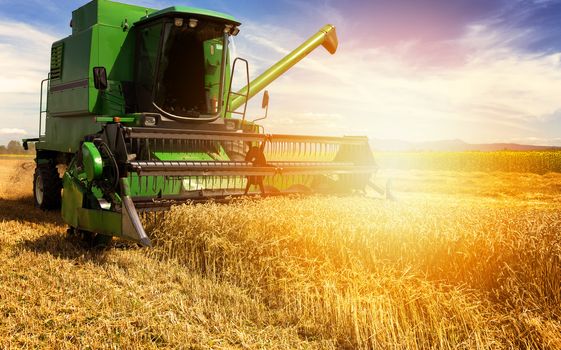 Harvesting wheat harvester on a sunny summer day