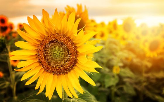 Field of sunflowers . Close up of sunflower against a field on a summer sunny day