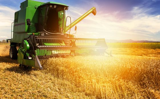 Harvesting wheat harvester on a sunny summer day