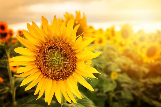 Field of sunflowers . Close up of sunflower against a field on a summer sunny day