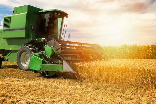 Harvesting wheat harvester on a sunny summer day