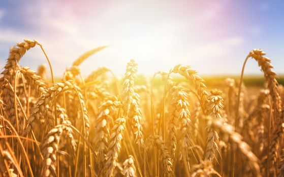 Ears of golden wheat close up. Beautiful Nature Sunset Landscape. Rural Scenery under Shining Sunlight.