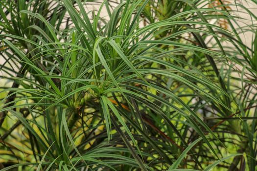 Hala Pandanus tectorius, Pandanus odoratissimus. The key selling point of this plant is foliage. long and smooth leaf, cluster into clump. good growing beside see. close up, natural sunlight.