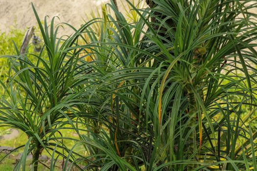 Hala Pandanus tectorius, Pandanus odoratissimus. The key selling point of this plant is foliage. long and smooth leaf, cluster into clump. good growing beside see. close up, natural sunlight.