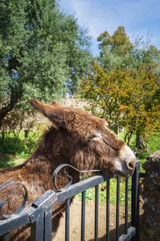 Nice brown donkey peeking through a iron fence.