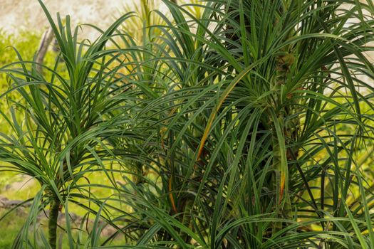 Youg plant Pandanus Tectorius, Pandanus Odoratissimus tree with natural sunlight in the morning. Herbal use for diuretic and relieve a fever on side view. Green pandan leaf growing in the garden.