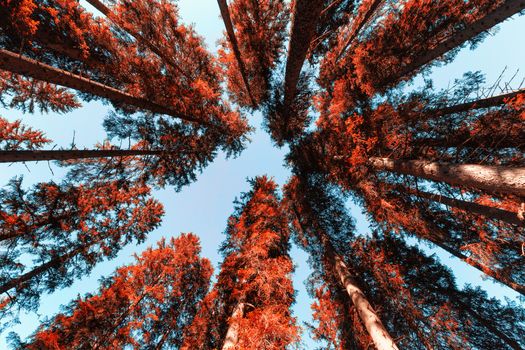 Abstract tree top at dolomites mountains thru the forest