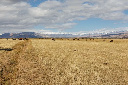 pasture in the mountains. horses and cows graze on the field. kyrgyzstan.