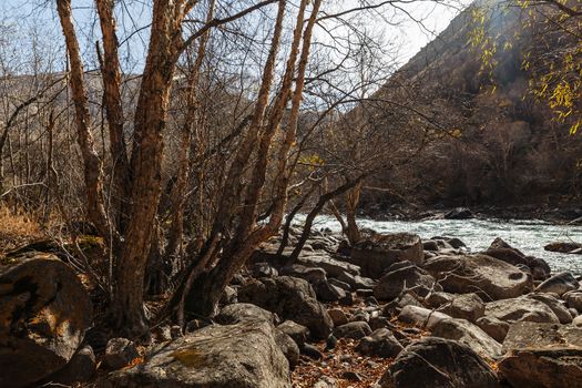 tree on the bank of a mountain river in the middle of large stones, Kokemeren river in Kyrgyzstan