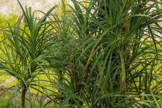 Youg plant Pandanus Tectorius, Pandanus Odoratissimus tree with natural sunlight in the morning. Herbal use for diuretic and relieve a fever on side view. Green pandan leaf growing in the garden.