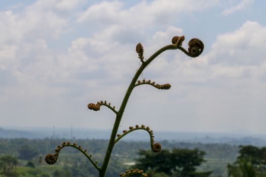 Young leaves Cyathea Arborea are rolled up and as they grow they unroll until they reach their horizontal position. West Indian treefern are produced in small sporangia on bottom side of their leaves