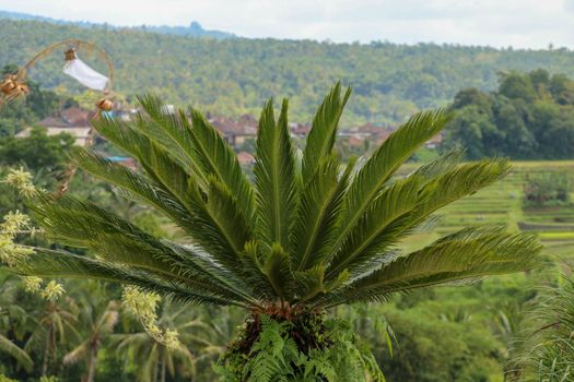 Very symmetrical plant Cycas revoluta Thunb supports a crown of shiny, dark green leaves on a thick shaggy trunk. Green leaf background of Sago Palm. Sing sago, sago cycad, sago palm leaves