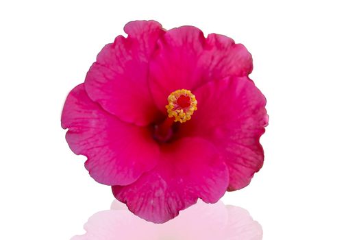 Pink hibiscus isolated on white background. Save with cliping path