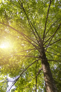Green concept. Top tree with green Leaves shot from below and sun light.