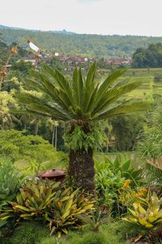 Very symmetrical plant Cycas revoluta Thunb supports a crown of shiny, dark green leaves on a thick shaggy trunk. Green leaf background of Sago Palm. Sing sago, sago cycad, sago palm leaves