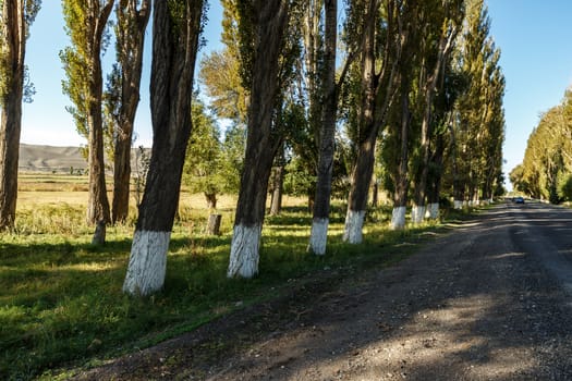 Poplars along the road, asphalt road along the southern shore of Lake Issyk-Kul in Kyrgyzstan