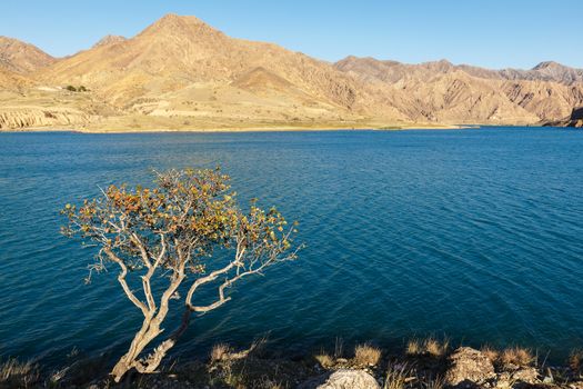 lonely tree on the bank of the Naryn river in the mountains, Kyrgyzstan