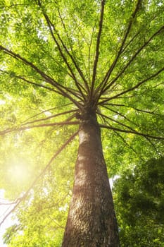 Green concept. Top tree with green Leaves shot from below and sun light.