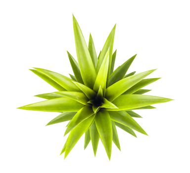 Summer concept. Top view pineapple leaves on white background. Fresh pineapple leaves. Isolate on white background. Save with clipping path.