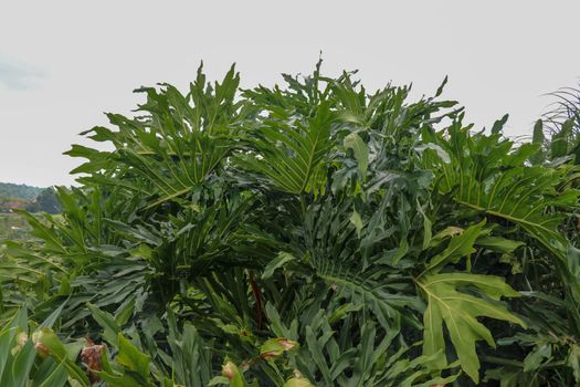 Green leaves of Philodendron Bipinnatifidum, selloum is evergreen tropical ornamental plants for garden. Colorful of dark green leaves textures, which the leaf is deep wavy shape look like feathery.