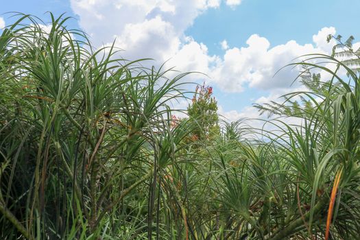 Hala Pandanus tectorius, Pandanus odoratissimus. The key selling point of this plant is foliage. long and smooth leaf, cluster into clump. good growing beside see. close up, natural sunlight.