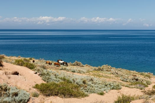 horses on the shore of Lake Issyk-Kul in Kyrgyzstan