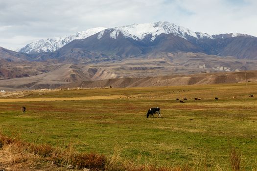 Cows graze in a pasture near the mountains in Kyrgyzstan.