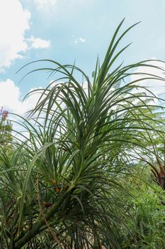 Youg plant Pandanus Tectorius, Pandanus Odoratissimus tree with natural sunlight in the morning. Herbal use for diuretic and relieve a fever on side view. Green pandan leaf growing in the garden.