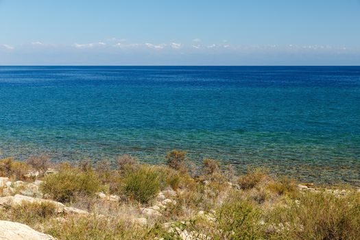 Lake Issyk-kul, Kyrgyzstan, shrub on the southern shore of the lake.