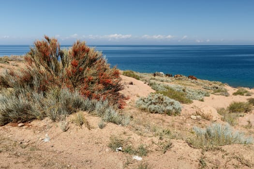 Green bush with red berries and horses on the shore of Lake Issyk-Kul