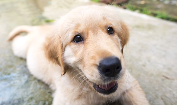 Close up Golden Retriever face