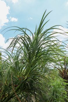 Hala Pandanus tectorius, Pandanus odoratissimus. The key selling point of this plant is foliage. long and smooth leaf, cluster into clump. good growing beside see. close up, natural sunlight.