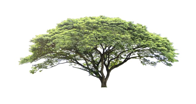 Trees isolated on white background