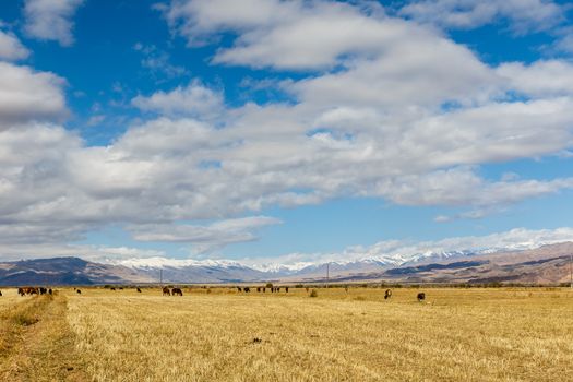 pasture in the mountains, horses and cows graze on the field against the background of mountains and cloudy sky, kyrgyzstan