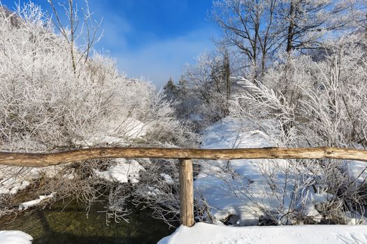 Frozen trees at plitvice lake national park Croatia during winter