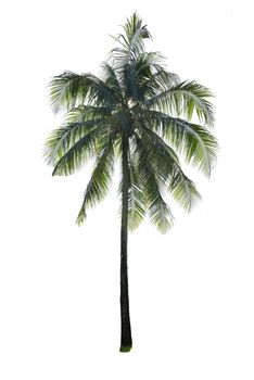 Coconut tree isolated