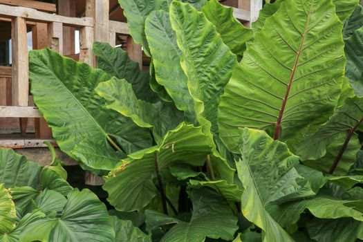 Full frame shoot Alocasia macrorrhizos or Giant Taro or giant alocasia is a species of flowering plant in the arum family Araceae, that it is native to rainforests from Bali, Indonesia.