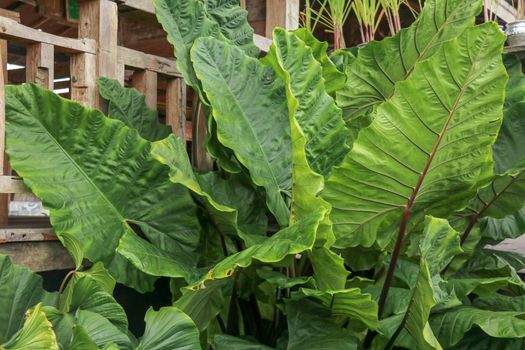 Full frame shoot Alocasia macrorrhizos or Giant Taro or giant alocasia is a species of flowering plant in the arum family Araceae, that it is native to rainforests from Bali, Indonesia.