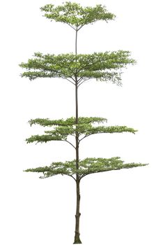 Terminalia ivorensis tree isolated on white bakcground, clipping path