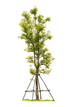 Tree with grass isolated
