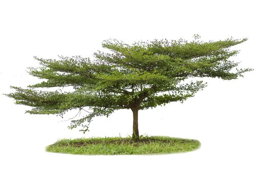Terminalia ivorensis tree isolated on white background