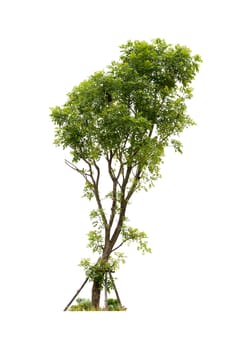 Tree with grass isolated