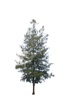 Pine tree or Pinus isolated on white background